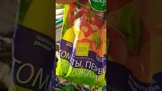 Я сделала это!!! Высадила перцы и баклажаны☺☺☺