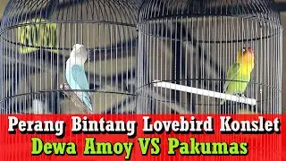 H Wibi Cup NZR - Pertarungan Seru Lovebird Konslet