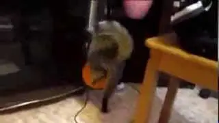 Кот и электростатика