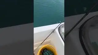 Гигантские ставриды. Две. #fishing #fish #рыба #fishingvideo