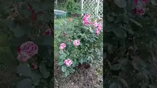МУДРЫЕ СЛОВА❗👍 #rose #flowers #garden #розы