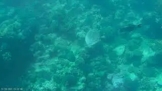 Черепаха на Рифе LABRANDA royal makadi bay