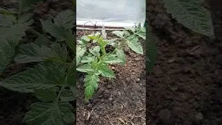 Корневая помидора через 5 дней после высадки! По методу Маслова.