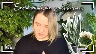 Бесплатные растения 🪴, я за них не платила💰