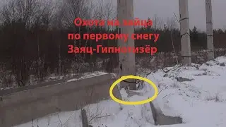 ОХОТА НА  ЗАЙЦА! 22.10.2021