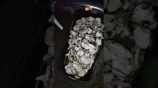 Слизни испанские приползли на грузди. 96 штук.