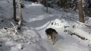Skyline Trail -- Weird tracks