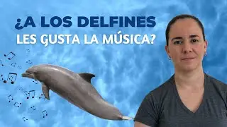 A los delfines les gusta la música?