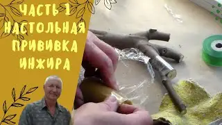 Часть 1. Настольная прививка инжира, винограда.
