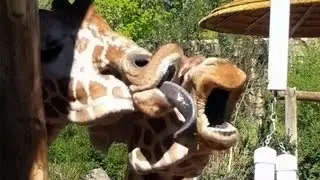 Giraffes tonguing each other