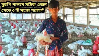 ব্রয়লার মুরগির পরিচর্যা কেন গুরুত্বপূর্ণ। ব্রয়লার মুরগি পালনে সঠিক ওজন পেতে ৩ টি সহজ উপায়