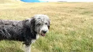 Throat Singing in Nature COMPILATION