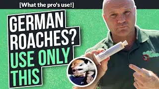 German Roaches: The Biggest Secret in Pest Control