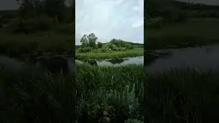 Щигровский район. д.  Басово , река Рать. Желтая кувшинка.