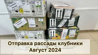 Отправка рассады клубники. Август 2024