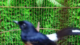Murai batu (White-rumped shama Singing)