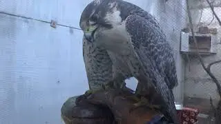 future couple. майбутня пара .будущая пара.الزوجين في المستقبل.未来的情侣.geljekki jübüt.