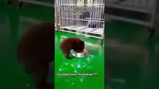 Ну,хотели-бы такого банди́то-медведжидо🐻?