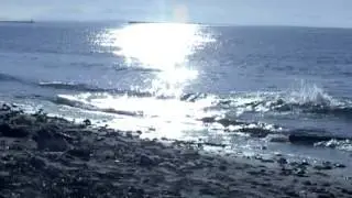 VFX Dolphins