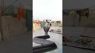 Khatarnak saamp ne kiya bacche per hamla dekhiae aage kya hua #Nag #short #video🐍🐍😱😱
