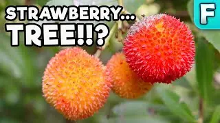 Strawberry TREE? Fruit! | Fruits You've Never Heard Of