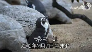 海響館 おばあちゃんペンギン”ラッキー”のアバンチュ～ル