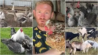 ЭТИ КУРЫ НЕСУТСЯ ВСЮ ЖИЗНЬ// ЛУЧШИЕ КУРЫ ДЛЯ ХОЗЯЙСТВА