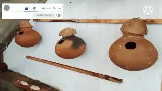 budgies colony breeding