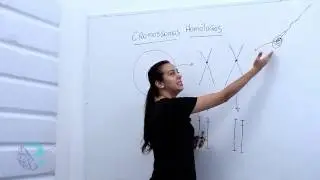 Cromossomos homólogos e genes alelos