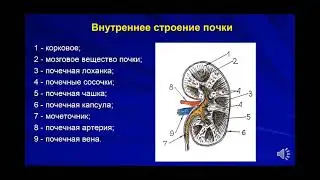 Внутреннее строение почки