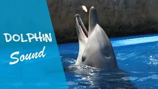 DOLPHIN SOUND (sound effects no copyright )