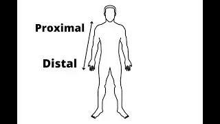 Distal and Proximal in Anatomy ; Definition, meaning, Differences between