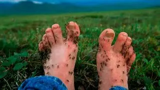 ZIKA VIRUS MOSQUITOES HAVE FOOT FETTISH