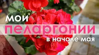 Мои пеларгонии и петунии в начале мая