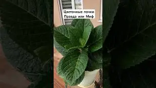 Гортензия и миф о «цветочных» почках #plants #garden #растения #flowers #цветы #сад #садоводство
