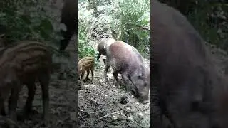 Cinghiale 🐗, 🐗 Sanglier 🐗 🐗 Wild Boar 🐗 🐗