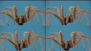 spider 180 stereo