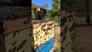 Busy Beehive! 🐝 #shorts