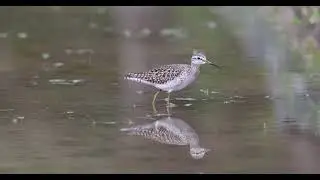 Wood Sandpiper at LNEC