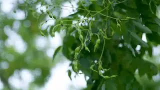 Styphnolobium japonicum -  Japanese Pagoda Tree