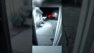 Skinwalker Disguised As Animals ☢️ Part-10 