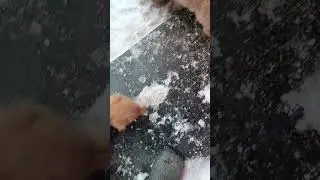 собачата маленькие