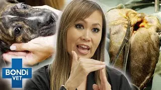 Vet Removes Muck From Dog's Infected Ears 🤢 Coast to Coast S5 EP6 | Bondi Vet Full Episodes