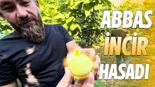 Kahramanmaraş’ta Abbas inciri  hasadı