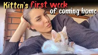 Kitten's First Week Of Coming Home