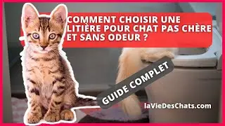 COMMENT CHOISIR UNE LITIÈRE POUR CHAT PAS CHÈRE ET SANS ODEUR ?