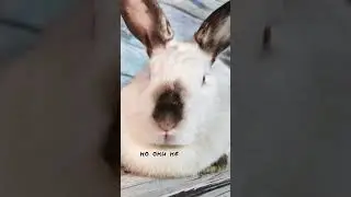 Ваш питомец тоже об этом думает 😂 