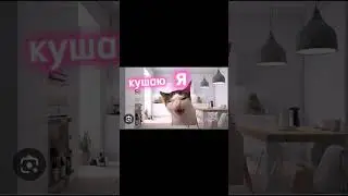 иду в магазин с утра#мем #мемкоты