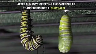 Monarch Butterfly Fun Facts For Kids
