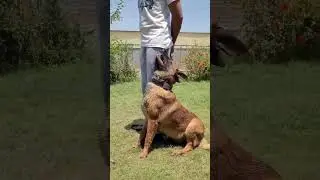 Невероятная психика у собаки!